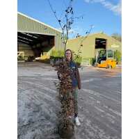 Read Grasslands Nursery Reviews