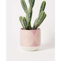 Read Oliver Bonas Reviews