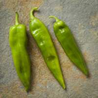 Read The Hatch Chile Store Reviews