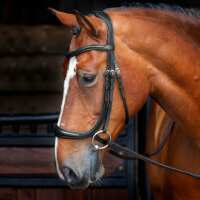 Read GS Equestrian Reviews
