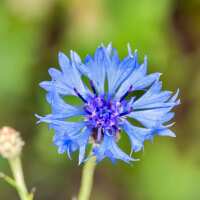 Read Meadowmania Reviews