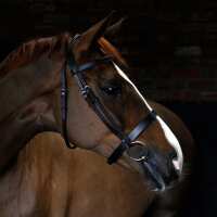 Read Harry Hall Reviews