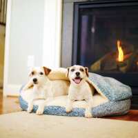 Read Snoozer Pet Products Reviews