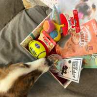 Read Postman Pooch Reviews