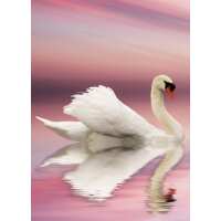 Read The Postcard Store Reviews