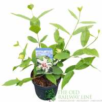Read Old Railway Line Garden Centre Reviews