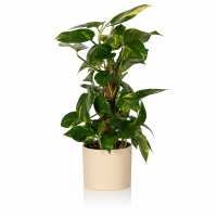 Read The Little Botanical Reviews