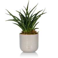 Read The Little Botanical Reviews