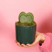 Read The Little Botanical Reviews