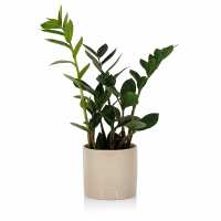 Read The Little Botanical Reviews