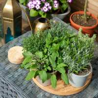 Read The Little Botanical Reviews