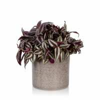 Read The Little Botanical Reviews