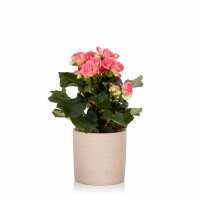 Read The Little Botanical Reviews