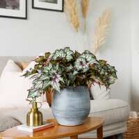 Read The Little Botanical Reviews