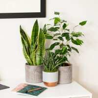 Read The Little Botanical Reviews