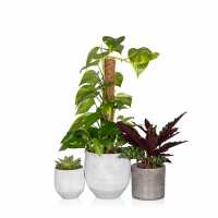 Read The Little Botanical Reviews