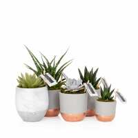 Read The Little Botanical Reviews