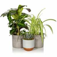 Read The Little Botanical Reviews
