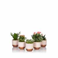 Read The Little Botanical Reviews