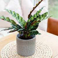 Read The Little Botanical Reviews