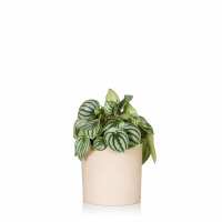 Read The Little Botanical Reviews