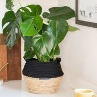 Read The Little Botanical Reviews