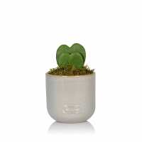 Read The Little Botanical Reviews