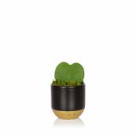 Read The Little Botanical Reviews