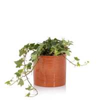 Read The Little Botanical Reviews