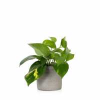 Read The Little Botanical Reviews