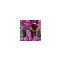 Read Paramount Plants Reviews