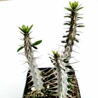 Read Succulents Depot Reviews