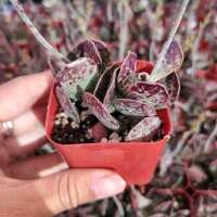 Read Succulents Depot Reviews