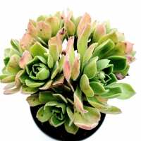 Read Succulents Depot Reviews