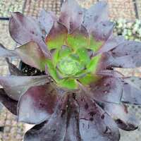 Read Succulents Depot Reviews