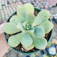 Read Succulents Depot Reviews