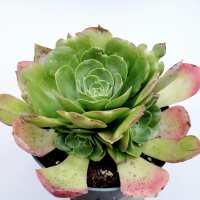 Read Succulents Depot Reviews