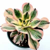 Read Succulents Depot Reviews