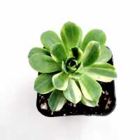 Read Succulents Depot Reviews