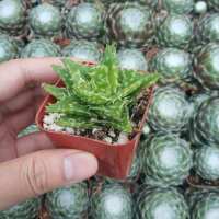Read Succulents Depot Reviews
