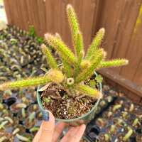 Read Succulents Depot Reviews