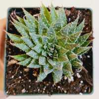 Read Succulents Depot Reviews