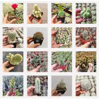 Read Succulents Depot Reviews