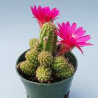 Read Succulents Depot Reviews