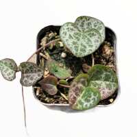 Read Succulents Depot Reviews