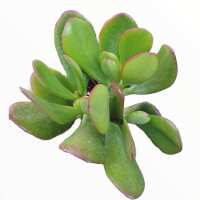 Read Succulents Depot Reviews