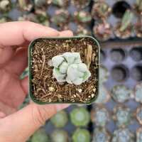 Read Succulents Depot Reviews