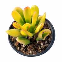 Read Succulents Depot Reviews