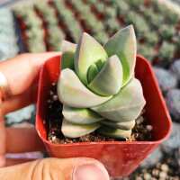 Read Succulents Depot Reviews