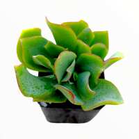 Read Succulents Depot Reviews